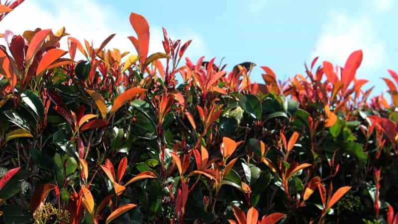 Photinia Robusta