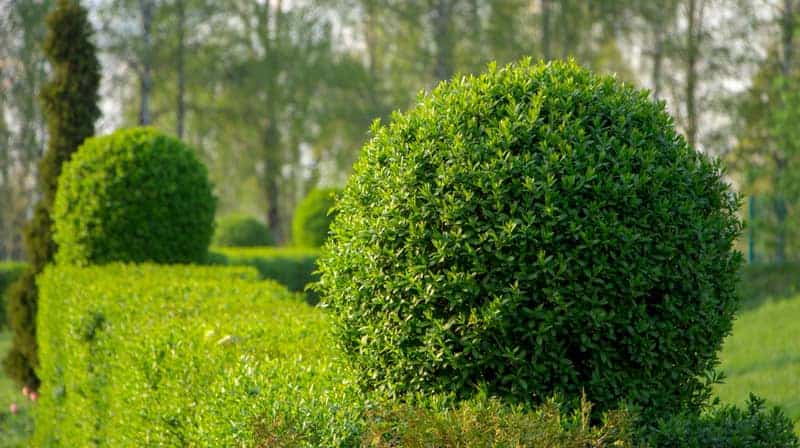 Privet hedge