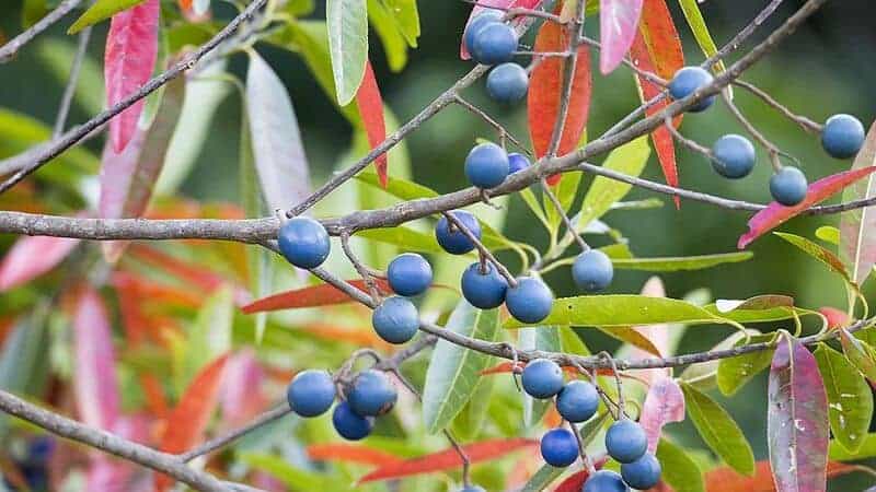 Quandong tree