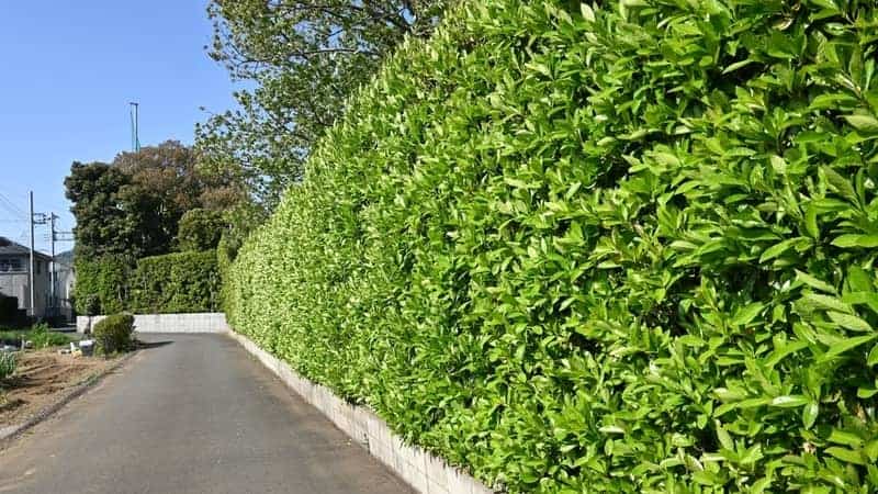 The sweet viburnum tree hedges.