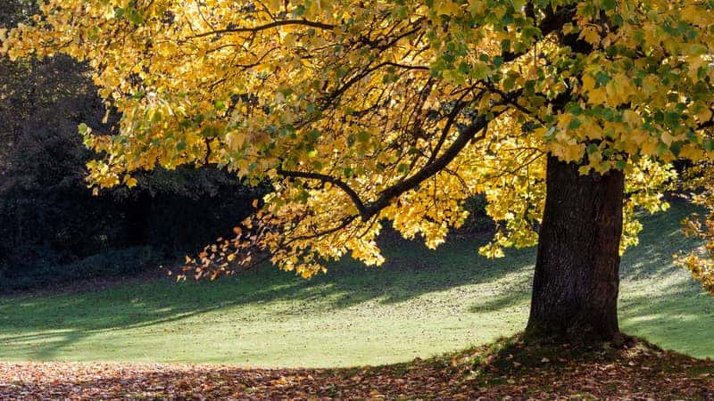 Tulip tree