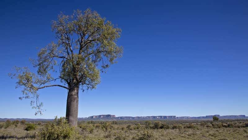 Queensland Bottle Tree (Brachychiton rupestris)