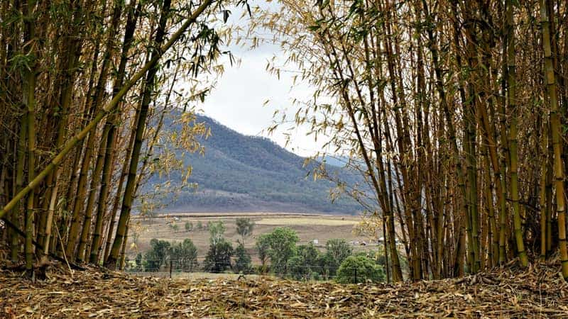 clumping bamboo