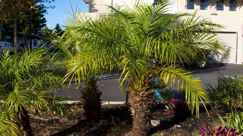 dwarf date palm