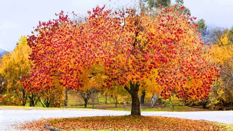 Forest Pansy, Cercis canadensis: A riot of autumn colour to light up any garden. Bright, Victoria, Australia