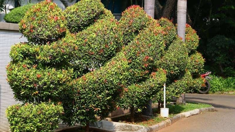 shaped Lilly Pilly trees