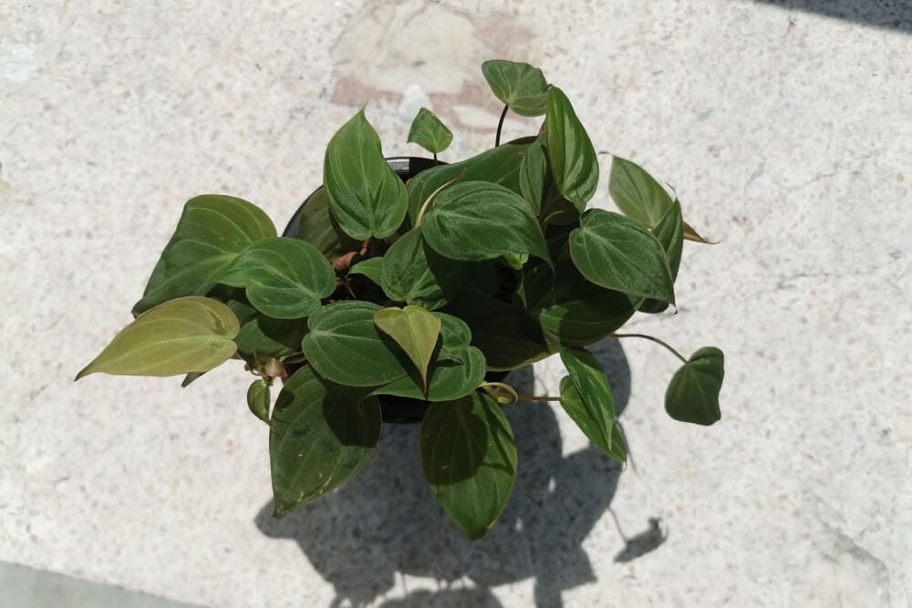 Philodendron Micans Care Guide