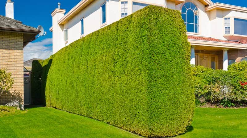 privacy hedges