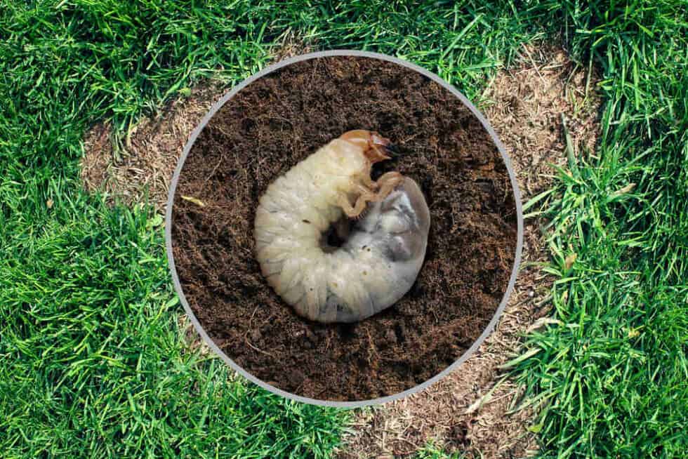 How To Get Rid Of Grubs In Your Lawn Lawn au