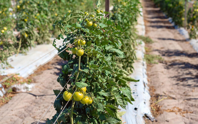 Rows of tomato plants with unripe fruits under direct sunlight