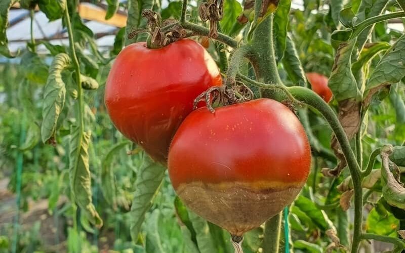 Tomato fruits affected by blossom end rot