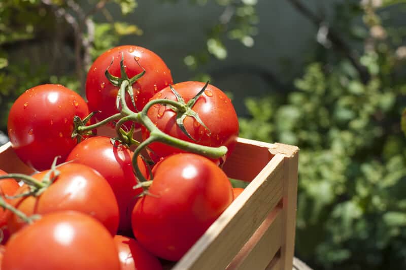 Freshly harvested tomatoes stacked in a wooden crate