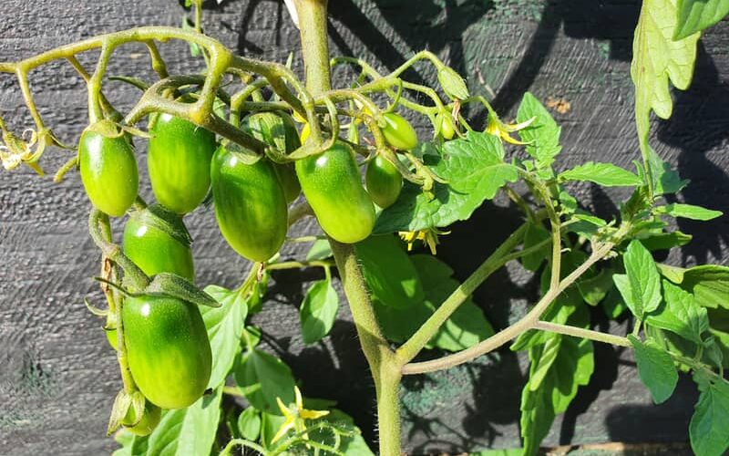 Green cherry tomatoes exposed to bright sunlight