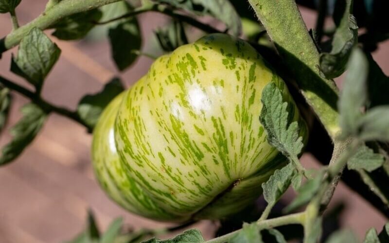 Green zebra tomato up close