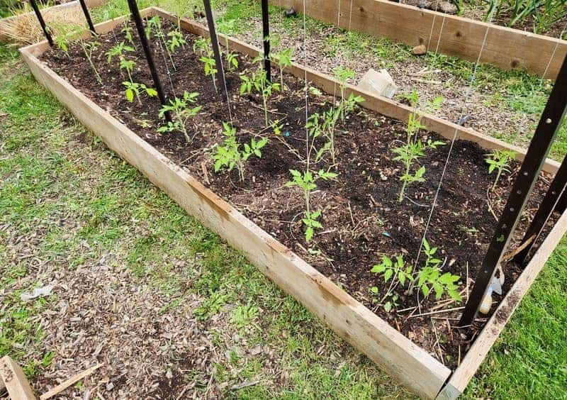 growing tomato plants in garden bed
