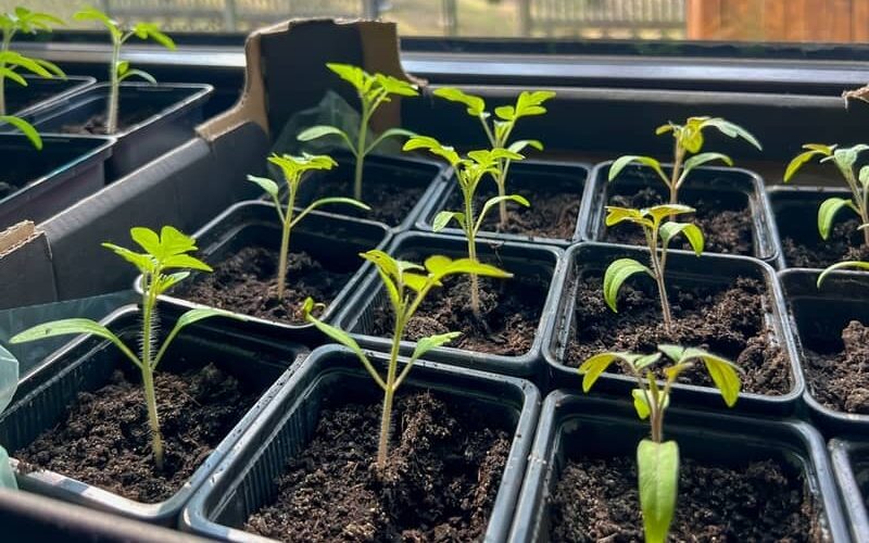 Young tomato seedlings growing in nursery pots