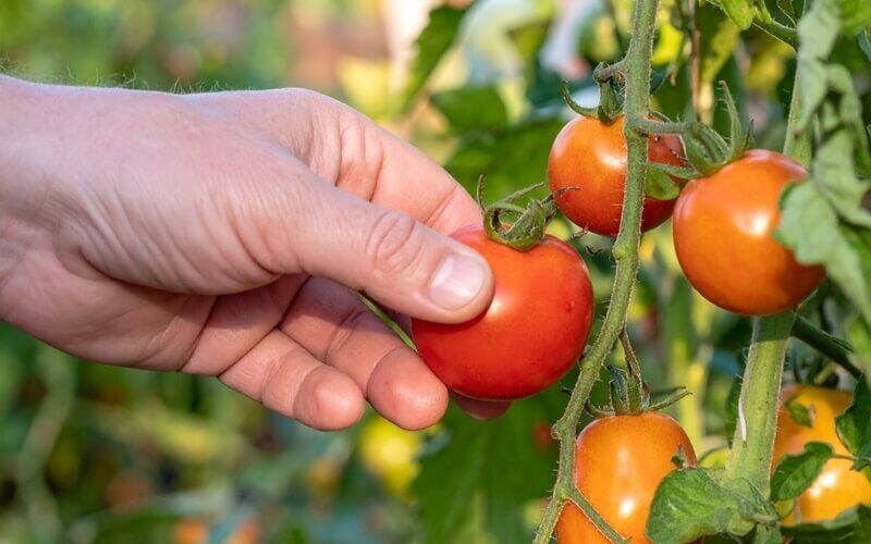 Hand harvesting ripe tomatoes