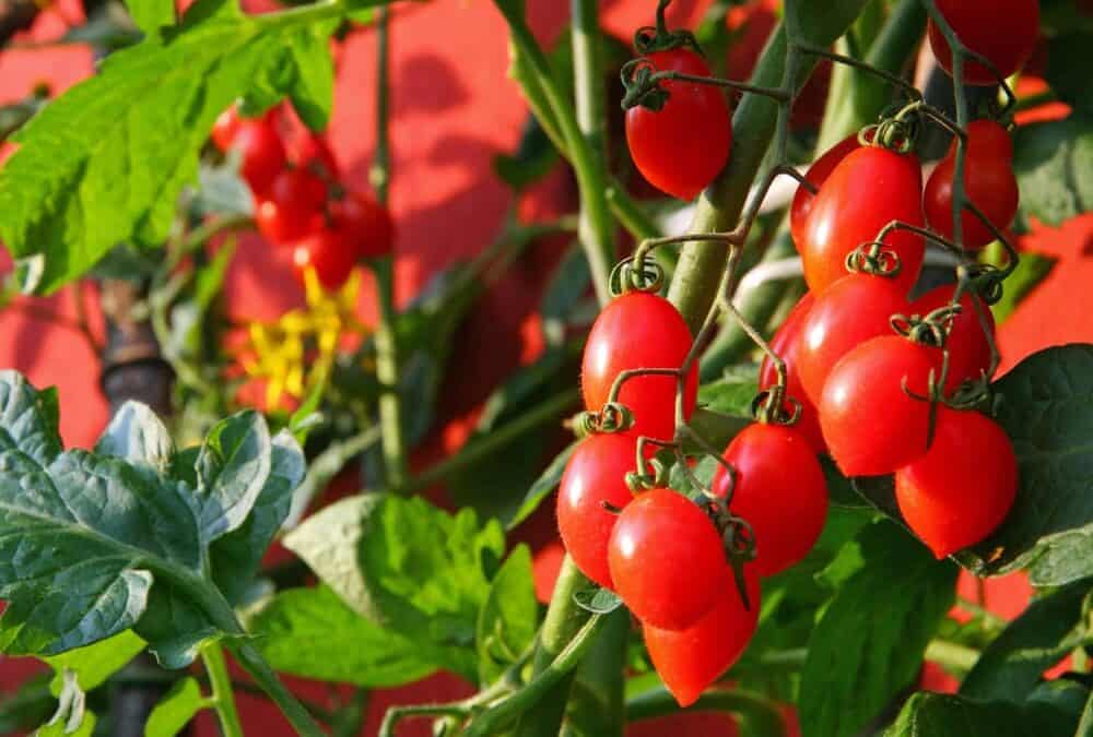 How To Grow Tomatoes
