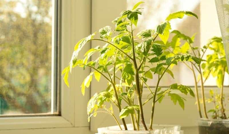 Tomatoes seedlings in plastic food containers on window sill under sun light.