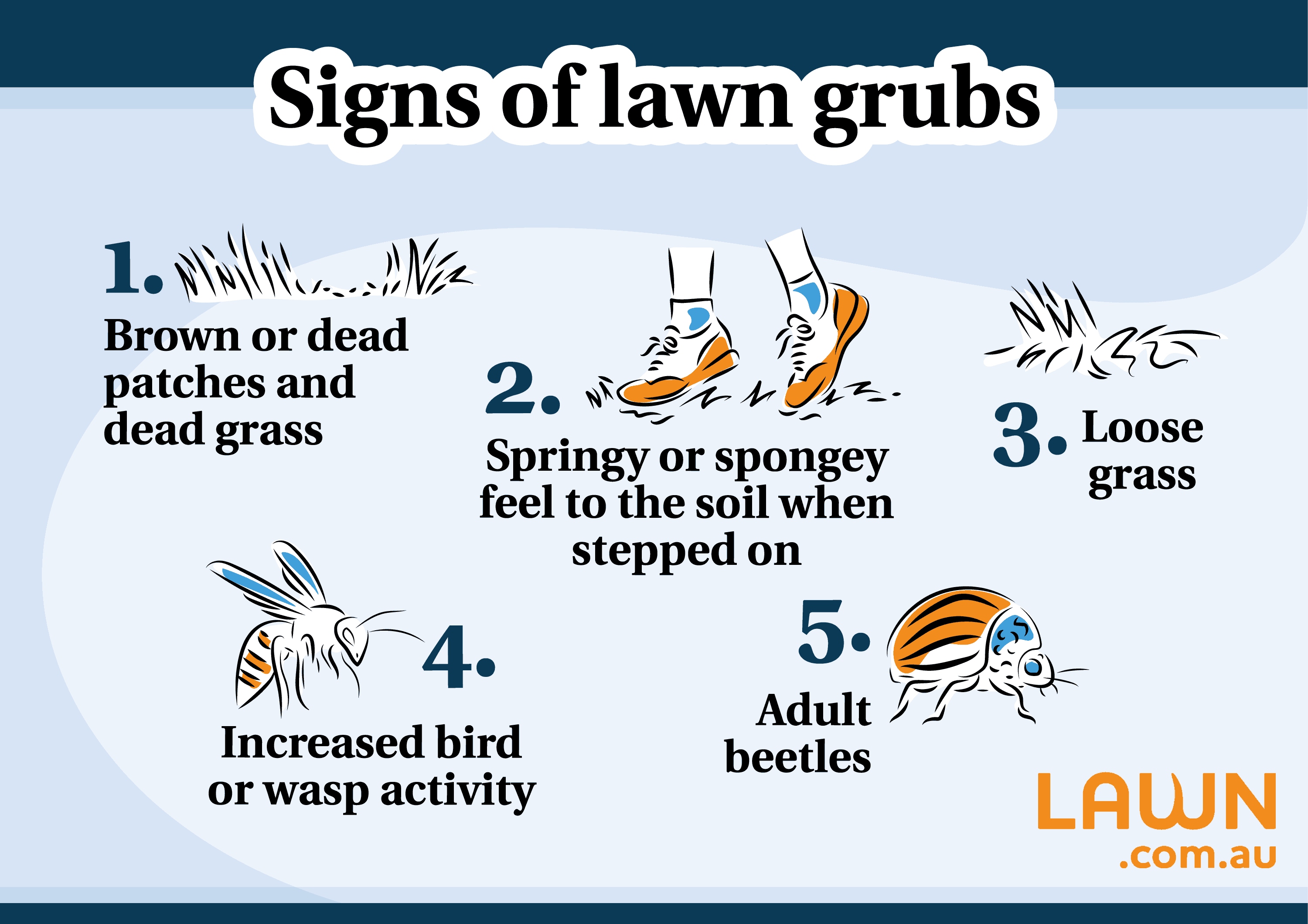 signs of lawn grubs