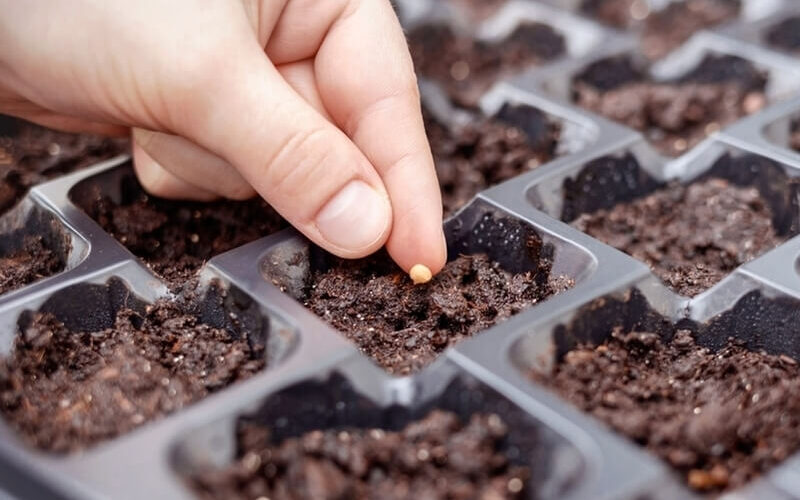 Hand sowing tomato seed in a seed tray