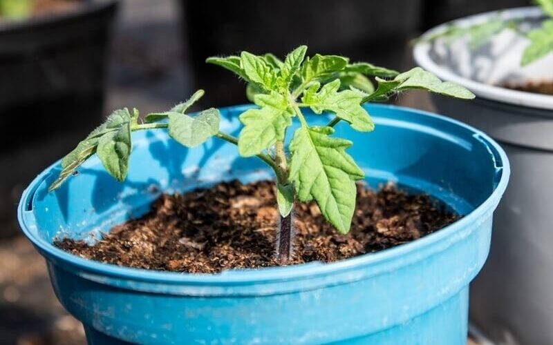 Young tomato plant in a blue pot with soil