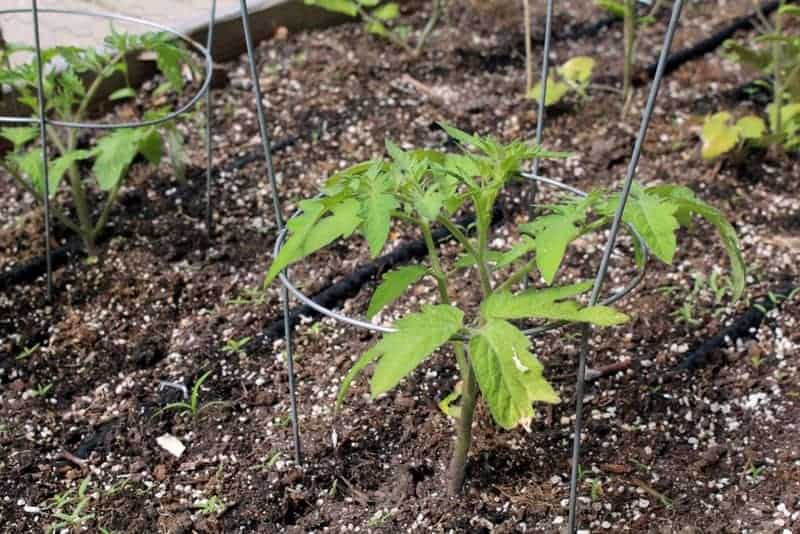 Tomato seedling supported by a wire cage