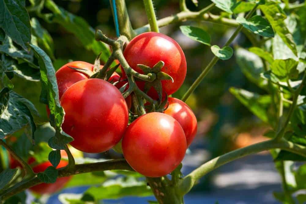 How To Grow Tomatoes In Australia