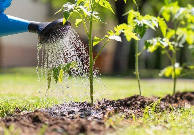Watering tomato plants growing outdoors