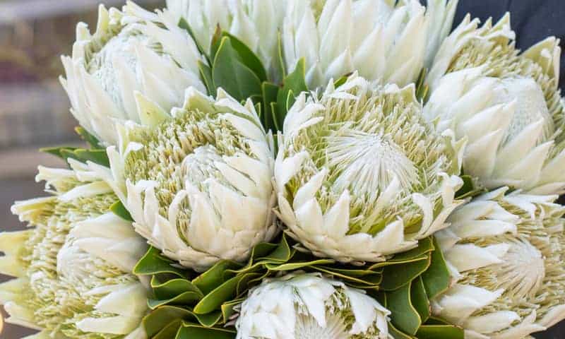 bouquet of white protea flowers up close