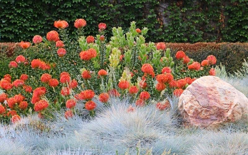 Pincushion proteas in a landscaped garden with ornamental grasses and a boulder