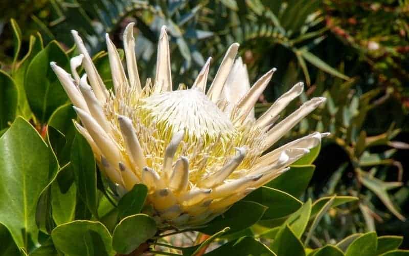 large flowerhead of a Protea cynaroides in garden