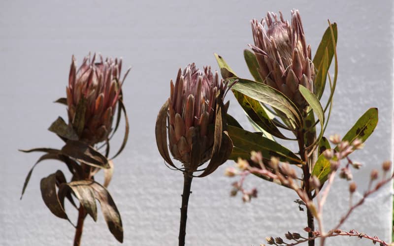 Protea plant with withering flowers and leaves