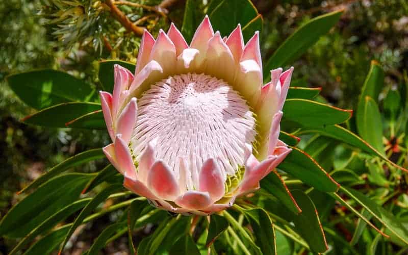 king protea flower with pink and yellowish petals under sunlight