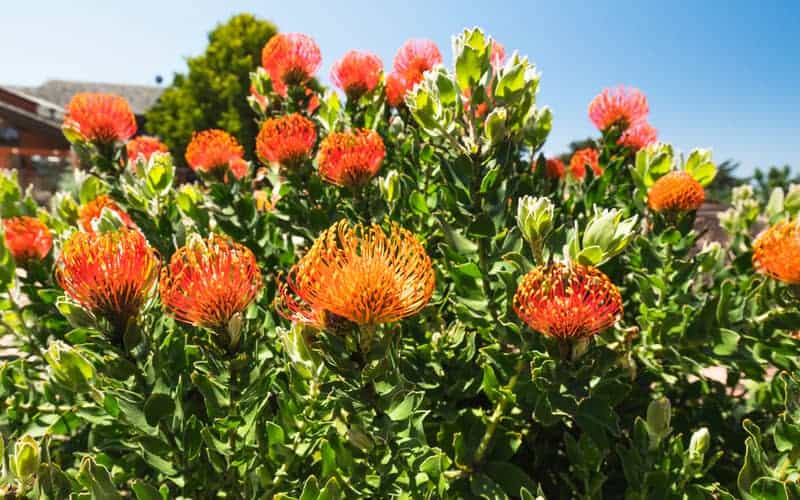 Orange Pincushion protea flowers in bloom