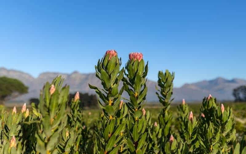 pink protea plant in the fields 