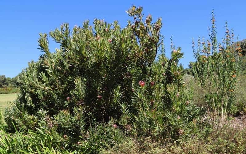 Protea bush with flowers 