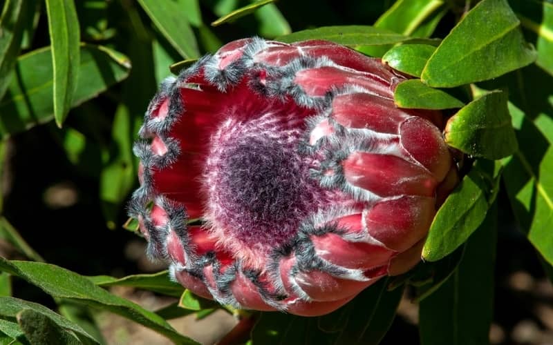protea flower with red petals in the sunshine
