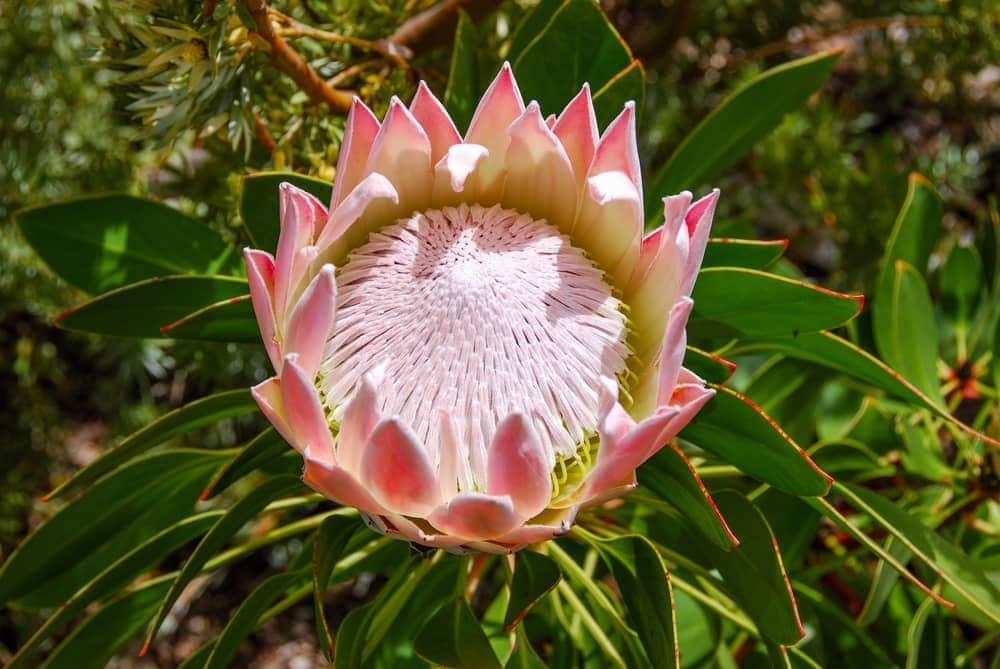 How To Grow A Protea Plant