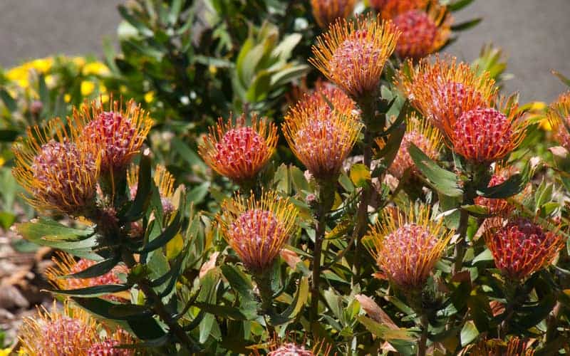 red flowering pincushion protea under sunlight