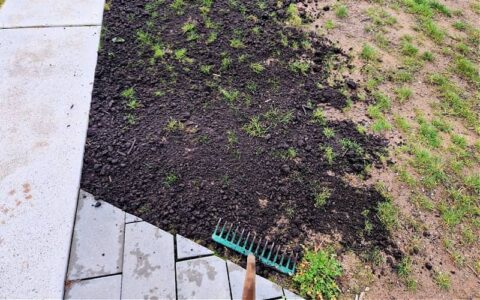 Top Dressing A Lawn: How, When, And Why
