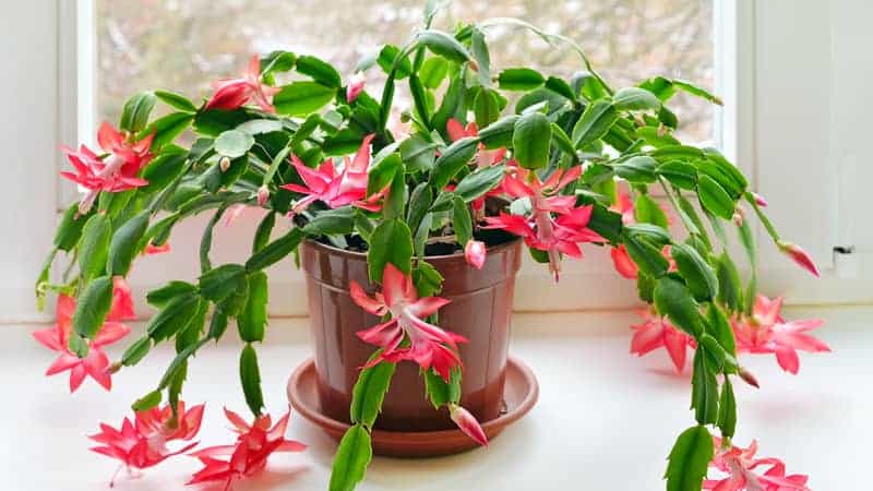 Christmas cactus in pot on the windowsill