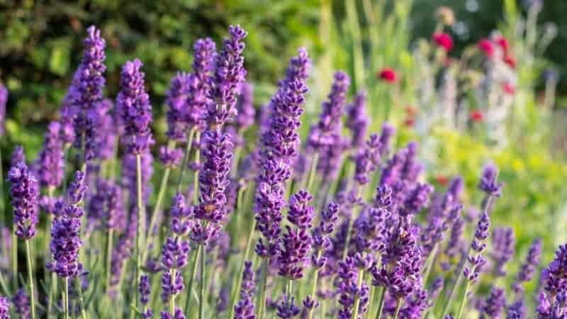 4 Types of Lavender Plants 