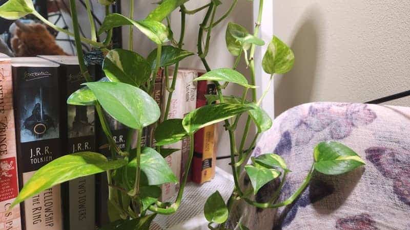 Devil's ivy also known as golden pothos