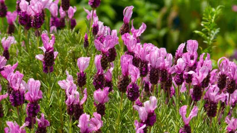 4 Types of Lavender Plants 