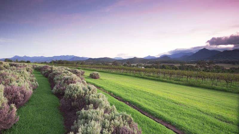 Kooromba Lavender Farm