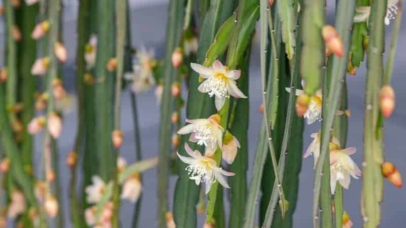 Close up on Lepismium bolivianum plants