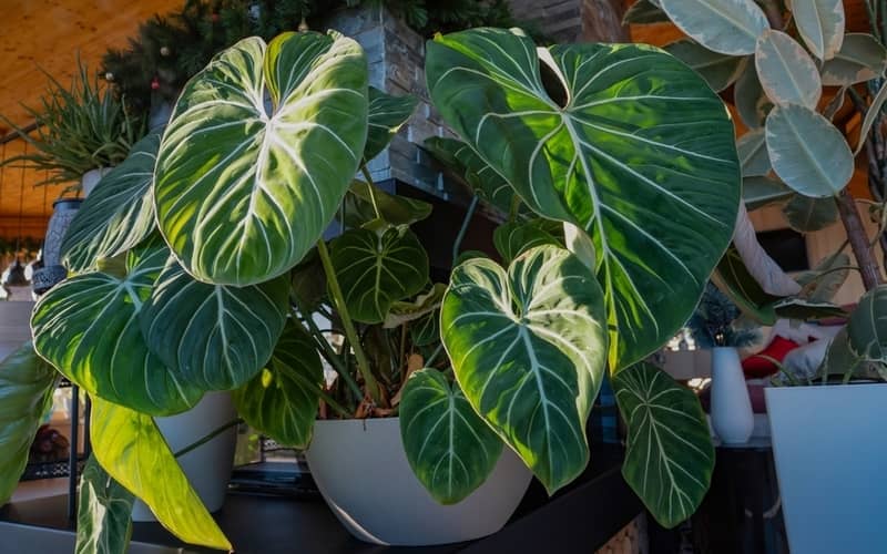 healthy Philodendron Gloriosum leaves with intricate colored vein patterns