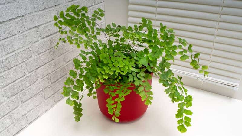 maidenhair fern