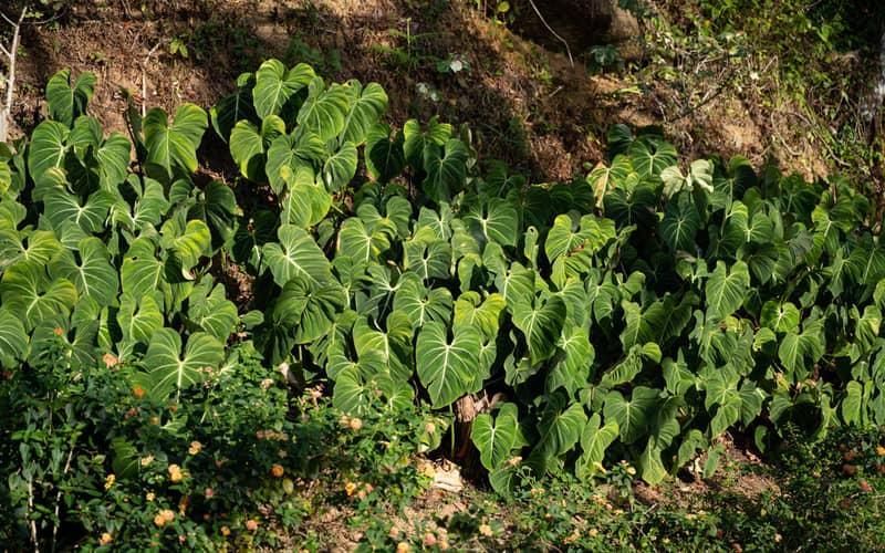 dense cluster of Philodendron gloriosum plants growing along a shaded hillside